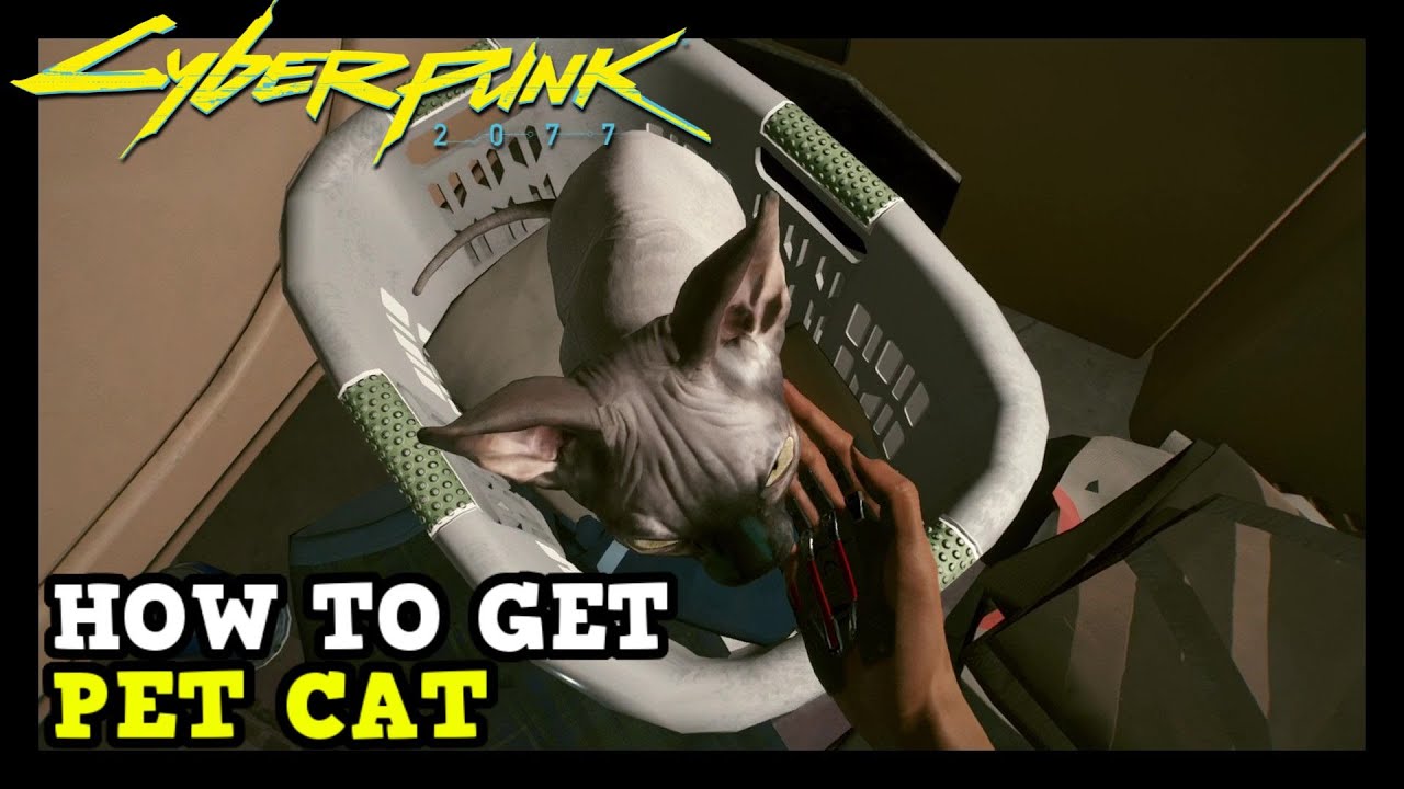 How to Get a Pet Cat in Cyberpunk 2077 (Secret Quest & Pet Cat Location