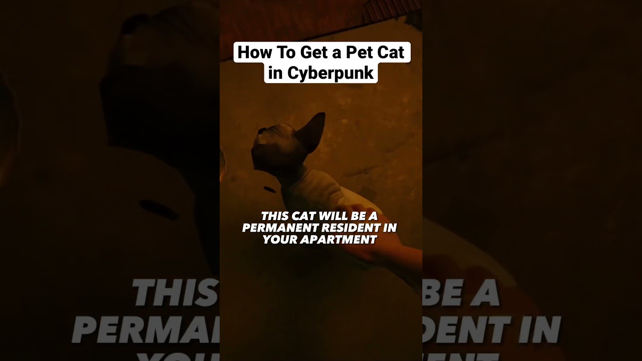 How to Get a Pet Cat in Cyberpunk 2077 shorts cyberpunk 