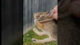 Baby Bunny Screaming After Being Rescue from Hungry Dog  Cyberpunk 2077 Johnny Silverhand